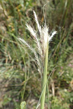 Bothriochloa ischoemum \ Gew�hnliches Bartgras / Bluestem, D Kaiserstuhl,  Burkheim 25.6.2018