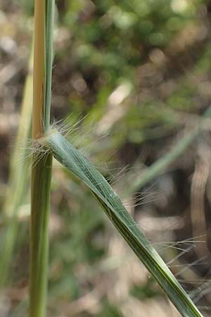 Bothriochloa ischoemum \ Gew�hnliches Bartgras / Bluestem, D Kaiserstuhl,  Burkheim 25.6.2018