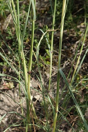 Bothriochloa ischoemum \ Gew�hnliches Bartgras / Bluestem, D Kaiserstuhl,  Burkheim 25.6.2018