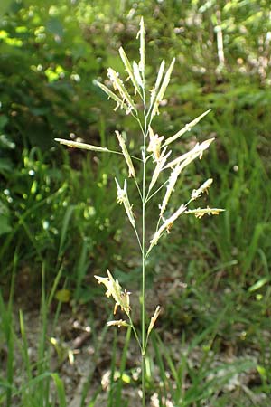Bromus inermis \ Grannenlose Trespe / Hungarian Brome, D Beuron 26.6.2018