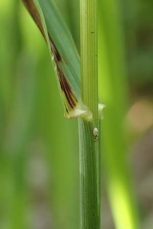 Bromus inermis \ Grannenlose Trespe / Hungarian Brome, D Beuron 26.6.2018
