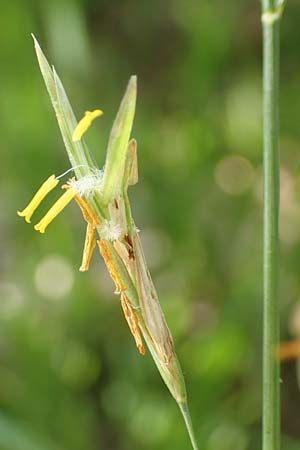 Bromus inermis \ Grannenlose Trespe / Hungarian Brome, D Beuron 26.6.2018