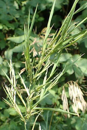 Bromus inermis \ Grannenlose Trespe / Hungarian Brome, D Philippsburg 7.7.2018