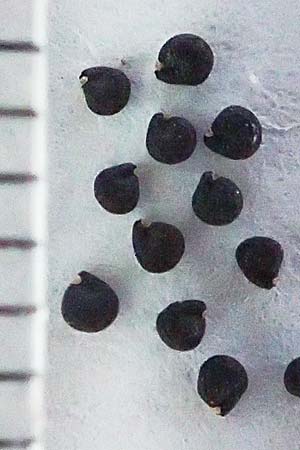 Portulaca papillatostellulata \ Papillenfr&uuml;chtiger Portulak / Papilla-Fruited Purslane, D Biblis 25.1.2019