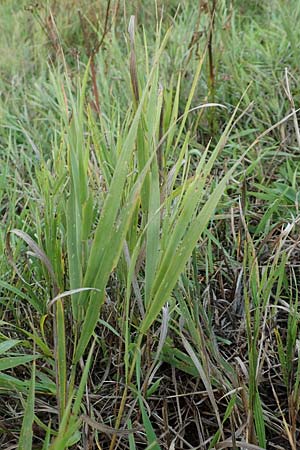 Bromus inermis \ Grannenlose Trespe / Hungarian Brome, D R&uuml;sselsheim 5.10.2019