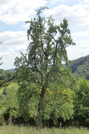 Pyrus communis \ Kultur-Birne / Pear, Village Pear, D Dilsberg 24.5.2020