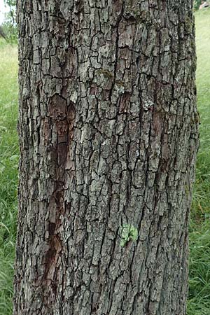 Pyrus communis \ Kultur-Birne / Pear, Village Pear, D Dilsberg 24.5.2020