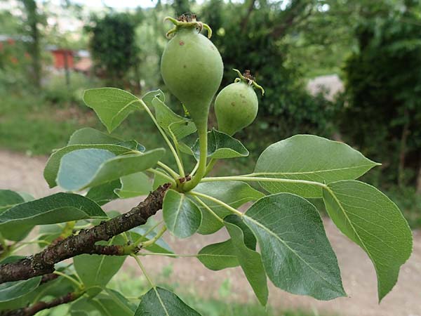Pyrus communis \ Kultur-Birne / Pear, Village Pear, D Dilsberg 24.5.2020