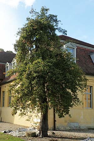 Pyrus communis \ Kultur-Birne / Pear, Village Pear, D Brandenburg, Kle&szlig;en 25.9.2020