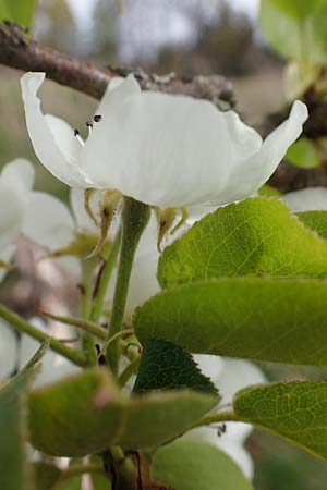 Pyrus communis \ Kultur-Birne / Pear, Village Pear, D Trippstadt 23.4.2022