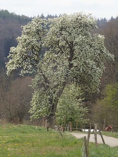 Pyrus communis \ Kultur-Birne / Pear, Village Pear, D Trippstadt 23.4.2022