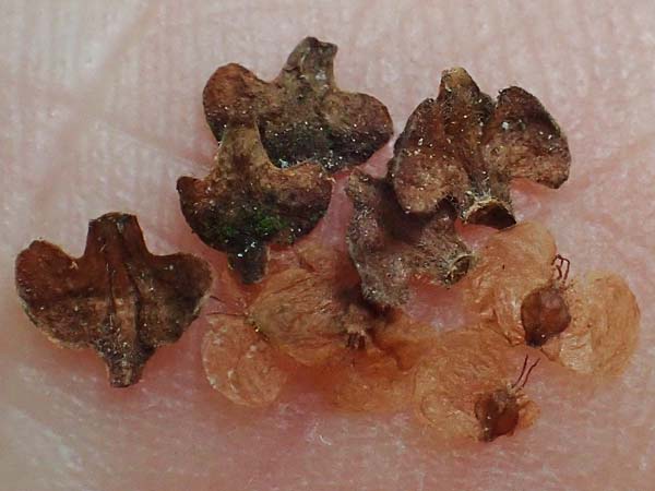 Betula pendula \ Gew�hnliche Birke, H�nge-Birke / Silver Birch, D B&ouml;hl-Iggelheim 2.7.2023