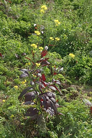 Brassica juncea \ Ruten-Kohl, Brauner Senf / Brown Mustard, Mustard Green, D Karlsruhe 3.10.2015
