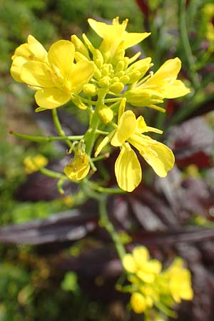 Brassica juncea \ Ruten-Kohl, Brauner Senf / Brown Mustard, Mustard Green, D Karlsruhe 3.10.2015