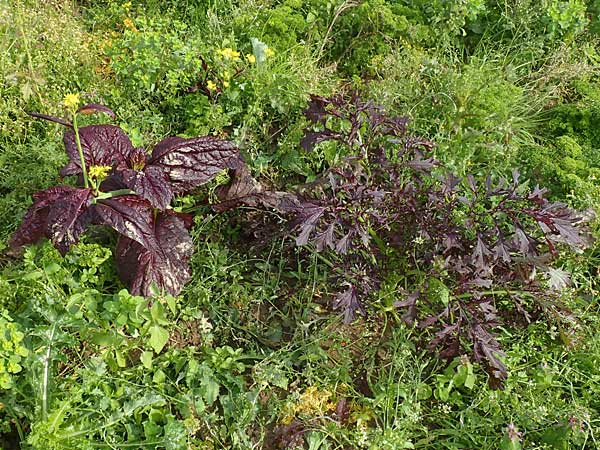 Brassica juncea \ Ruten-Kohl, Brauner Senf / Brown Mustard, Mustard Green, D Karlsruhe 3.10.2015