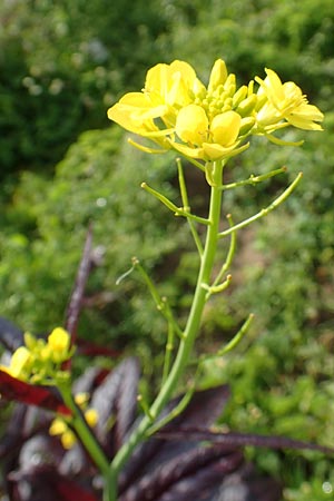Brassica juncea \ Ruten-Kohl, Brauner Senf / Brown Mustard, Mustard Green, D Karlsruhe 3.10.2015