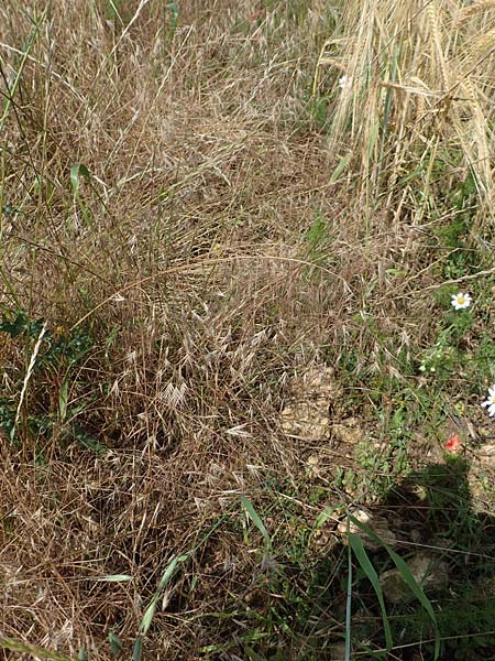 Bromus japonicus \ Japanische Trespe / Japanese Brome, D Gr&uuml;nstadt-Asselheim 16.6.2018
