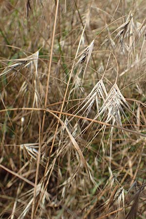 Bromus japonicus \ Japanische Trespe / Japanese Brome, D Gr&uuml;nstadt-Asselheim 16.6.2018
