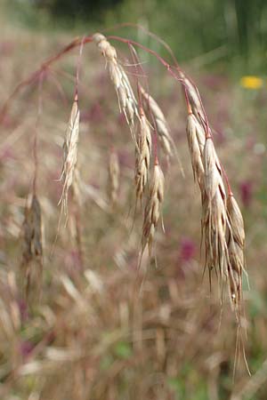 Bromus japonicus, Japanese Brome