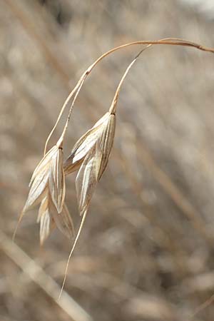 Bromus japonicus \ Japanische Trespe / Japanese Brome, D Mannheim 15.9.2019