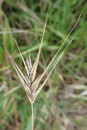 Bromus japonicus \ Japanische Trespe / Japanese Brome, D Neuleiningen 15.6.2020
