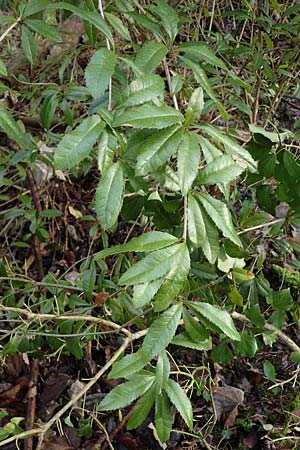 Berberis julianae \ Gro�bl�ttrige Berberitze, Julianes Berberitze / Juliane's Barberry, D Alsbach 12.2.2022