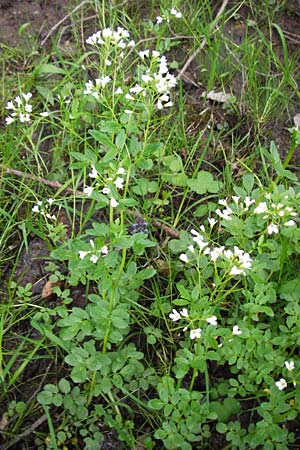 Cardamine amara \ Bitteres Schaumkraut / Large Bitter-Cress, D Odenwald, Zotzenbach 2.5.2015