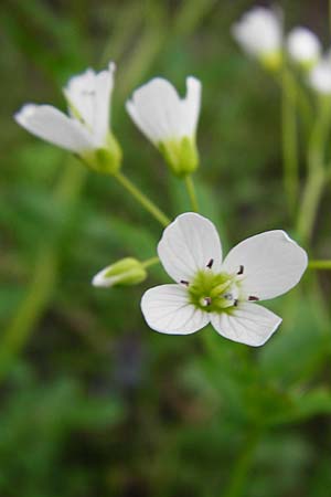 Cardamine amara \ Bitteres Schaumkraut / Large Bitter-Cress, D Odenwald, Zotzenbach 2.5.2015