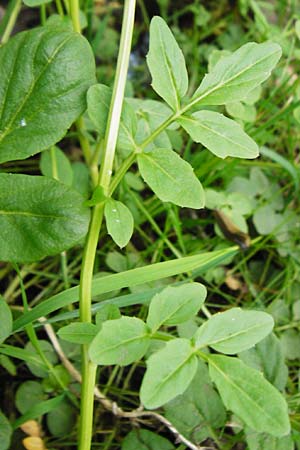Cardamine amara \ Bitteres Schaumkraut / Large Bitter-Cress, D Odenwald, Zotzenbach 2.5.2015