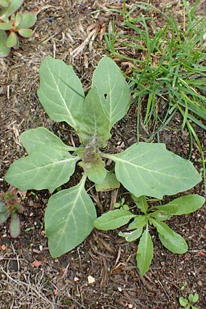 Hyoscyamus niger \ Schwarzes Bilsenkraut / Henbane, D Mannheim 20.9.2015