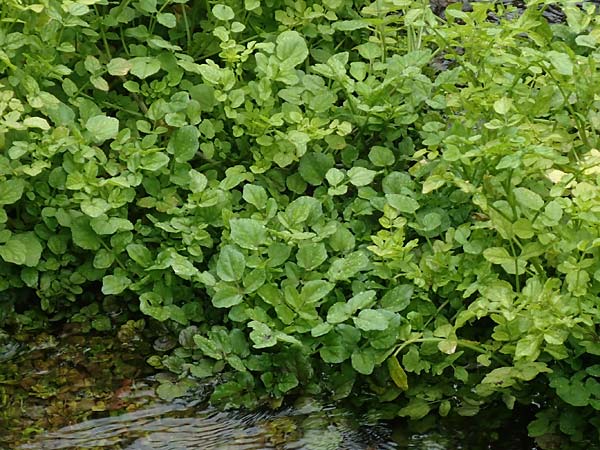 Nasturtium officinale \ Echte Brunnenkresse / Water Cress, D Almequellen bei/near Brilon 15.6.2019