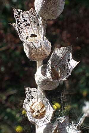 Hyoscyamus niger \ Schwarzes Bilsenkraut / Henbane, D Ludwigshafen 11.10.2020