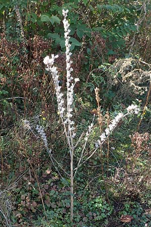Hyoscyamus niger \ Schwarzes Bilsenkraut / Henbane, D Ludwigshafen 11.10.2020