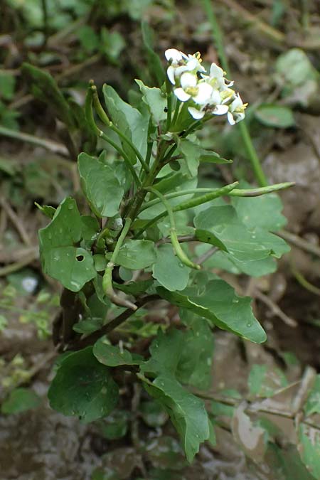 Nasturtium officinale \ Echte Brunnenkresse / Water Cress, D Mannheim 8.9.2024