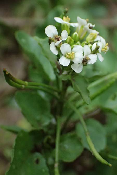 Nasturtium officinale \ Echte Brunnenkresse / Water Cress, D Mannheim 8.9.2024