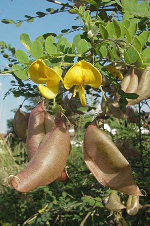 Colutea arborescens \ Blasenstrauch / Bladder Senna, D Mannheim 13.6.2007