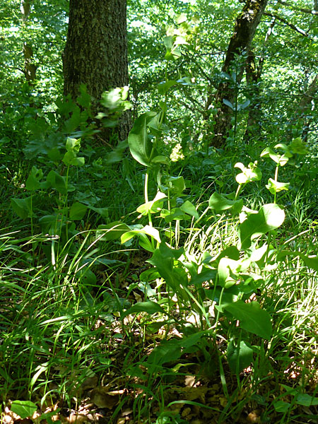 Bupleurum longifolium \ Langbl�ttriges Hasenohr, Wald-Hasenohr / Long-Leaved Hare's Ear, D Hechingen 3.6.2015