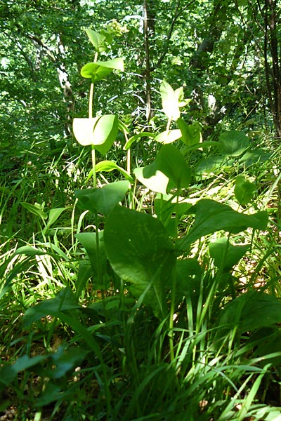 Bupleurum longifolium \ Langbl�ttriges Hasenohr, Wald-Hasenohr / Long-Leaved Hare's Ear, D Hechingen 3.6.2015
