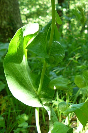 Bupleurum longifolium \ Langbl�ttriges Hasenohr, Wald-Hasenohr / Long-Leaved Hare's Ear, D Hechingen 3.6.2015