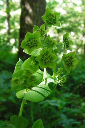 Bupleurum longifolium \ Langbl�ttriges Hasenohr, Wald-Hasenohr / Long-Leaved Hare's Ear, D Hechingen 3.6.2015
