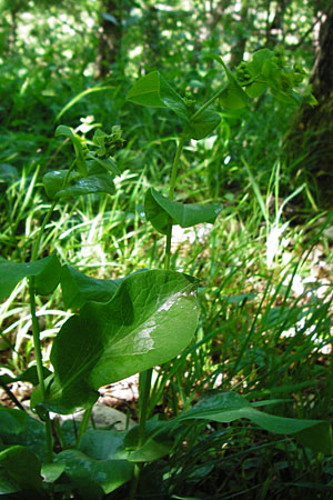 Bupleurum longifolium \ Langbl�ttriges Hasenohr, Wald-Hasenohr / Long-Leaved Hare's Ear, D Hechingen 3.6.2015