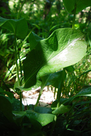 Bupleurum longifolium \ Langbl�ttriges Hasenohr, Wald-Hasenohr / Long-Leaved Hare's Ear, D Hechingen 3.6.2015