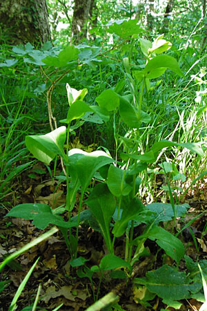 Bupleurum longifolium \ Langbl�ttriges Hasenohr, Wald-Hasenohr / Long-Leaved Hare's Ear, D Hechingen 3.6.2015
