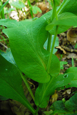 Bupleurum longifolium \ Langbl�ttriges Hasenohr, Wald-Hasenohr / Long-Leaved Hare's Ear, D Hechingen 3.6.2015