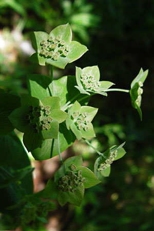 Bupleurum longifolium \ Langbl�ttriges Hasenohr, Wald-Hasenohr / Long-Leaved Hare's Ear, D Hechingen 3.6.2015