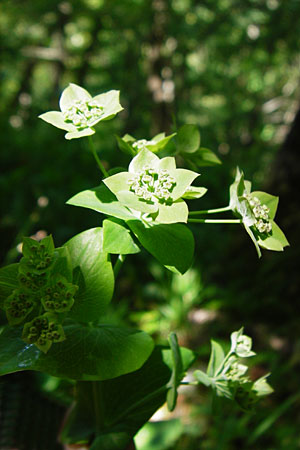 Bupleurum longifolium \ Langbl�ttriges Hasenohr, Wald-Hasenohr / Long-Leaved Hare's Ear, D Hechingen 3.6.2015
