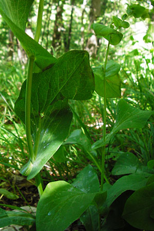 Bupleurum longifolium \ Langbl�ttriges Hasenohr, Wald-Hasenohr / Long-Leaved Hare's Ear, D Hechingen 3.6.2015