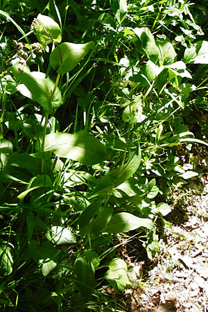 Bupleurum longifolium \ Langbl�ttriges Hasenohr, Wald-Hasenohr / Long-Leaved Hare's Ear, D Hechingen 3.6.2015