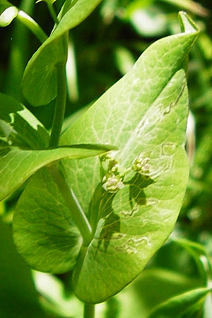 Bupleurum longifolium \ Langbl�ttriges Hasenohr, Wald-Hasenohr / Long-Leaved Hare's Ear, D Hechingen 3.6.2015