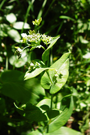 Bupleurum longifolium \ Langbl�ttriges Hasenohr, Wald-Hasenohr / Long-Leaved Hare's Ear, D Hechingen 3.6.2015
